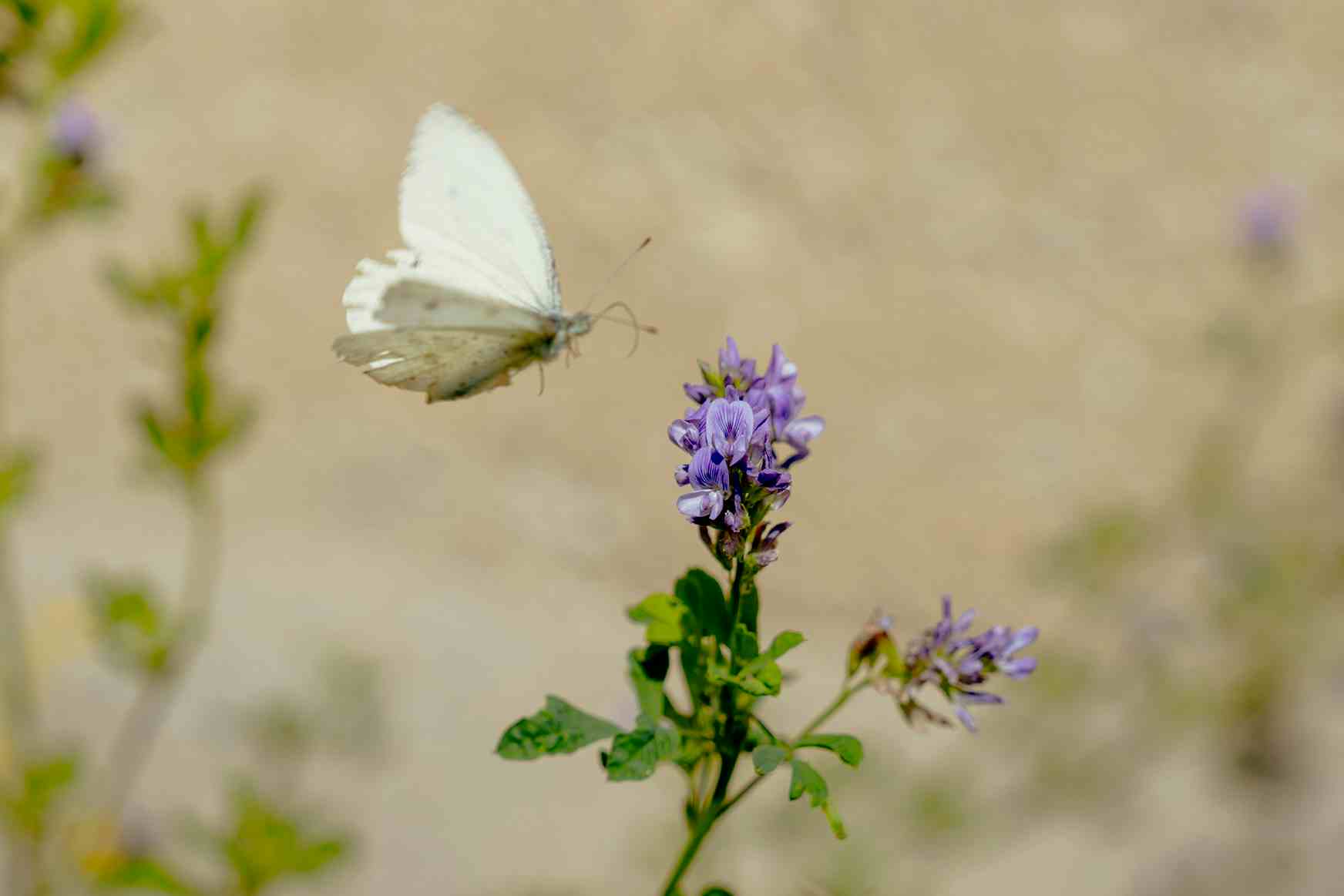 butterfly on a flower
